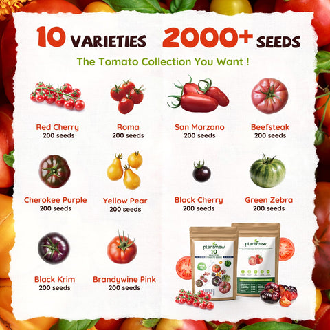PLANTMEW red cherry tomato seeds ideal for quick, prolific container harvests.