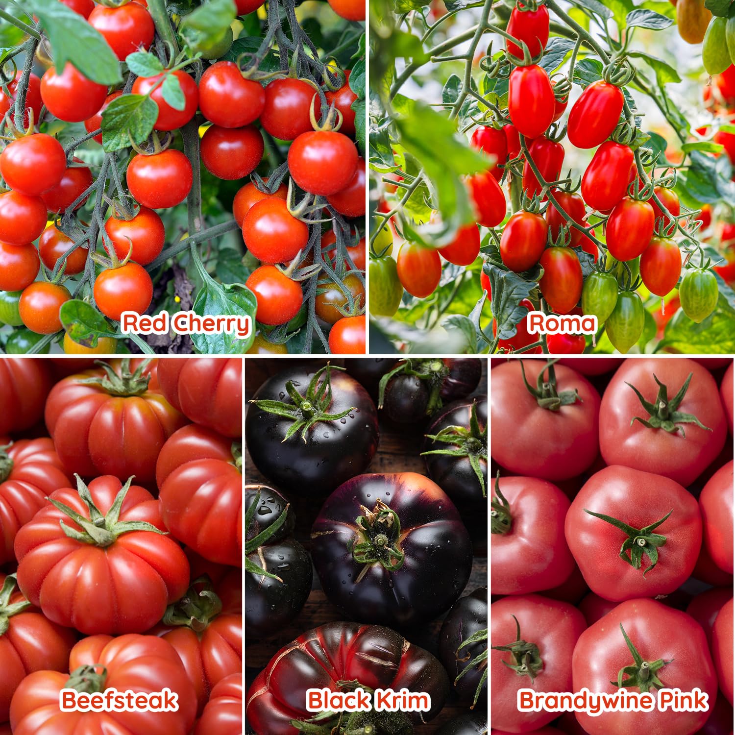 PLANTMEW san marzano tomato seeds for rich, flavorful sauces.