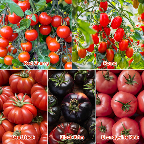PLANTMEW san marzano tomato seeds for rich, flavorful sauces.
