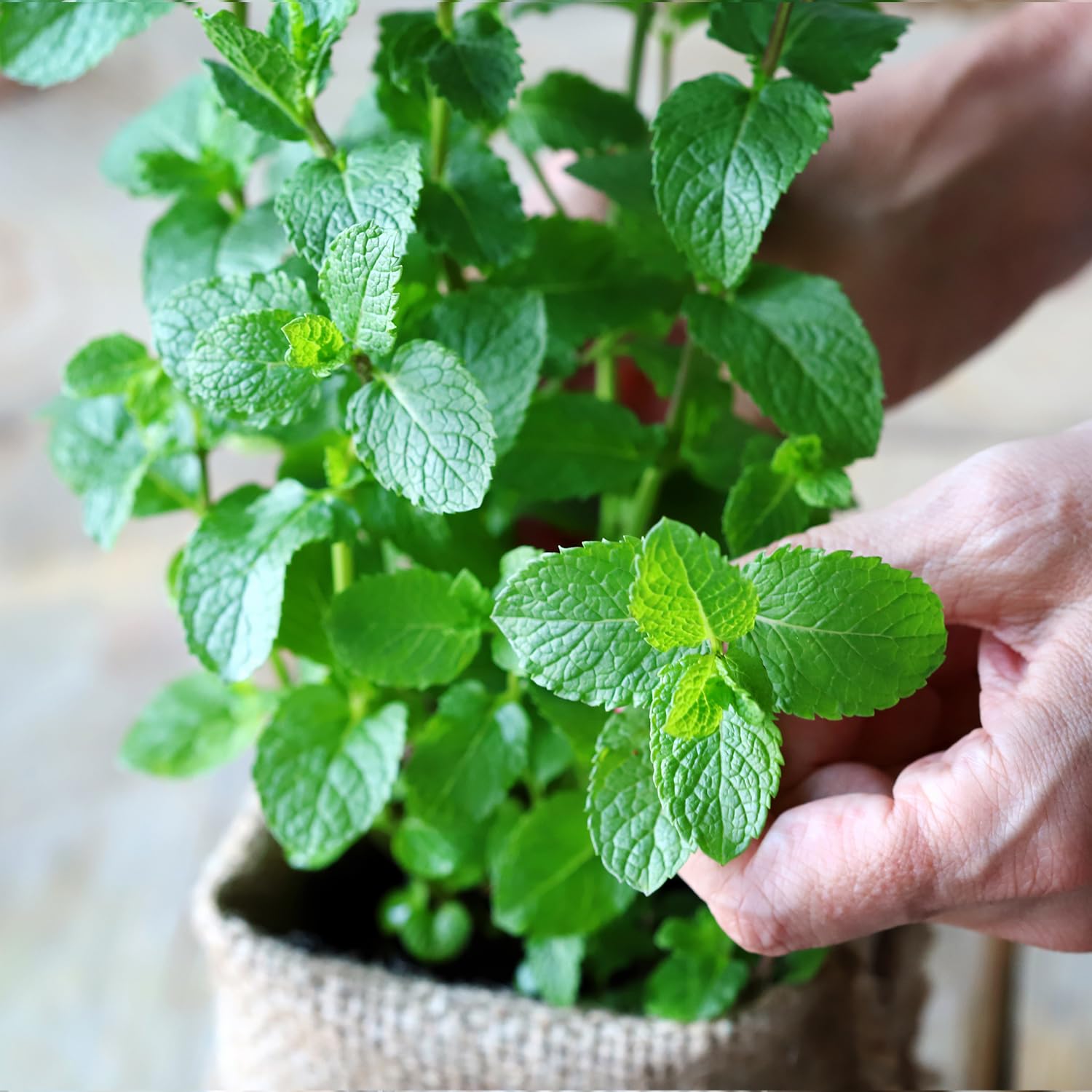 PLANTMEW spearmint garden bed ready for harvest