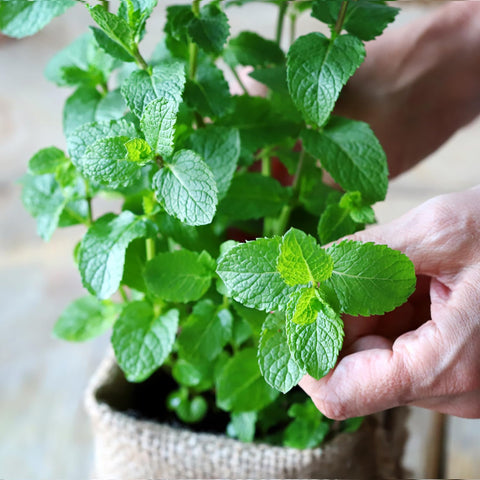 PLANTMEW spearmint garden bed ready for harvest
