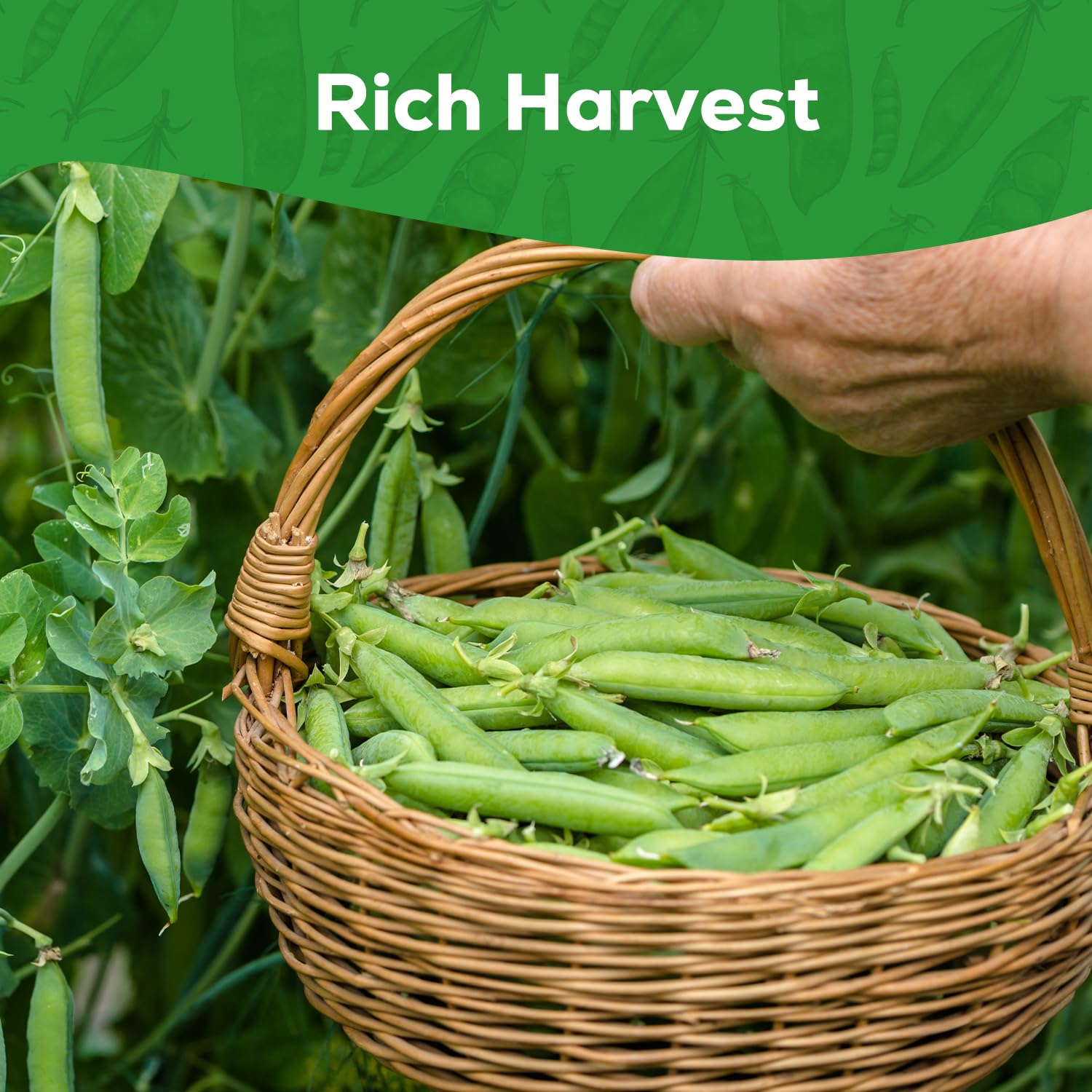 PLANTMEW Sugar Snap Peas harvested pods ready for stir-fries and salads.