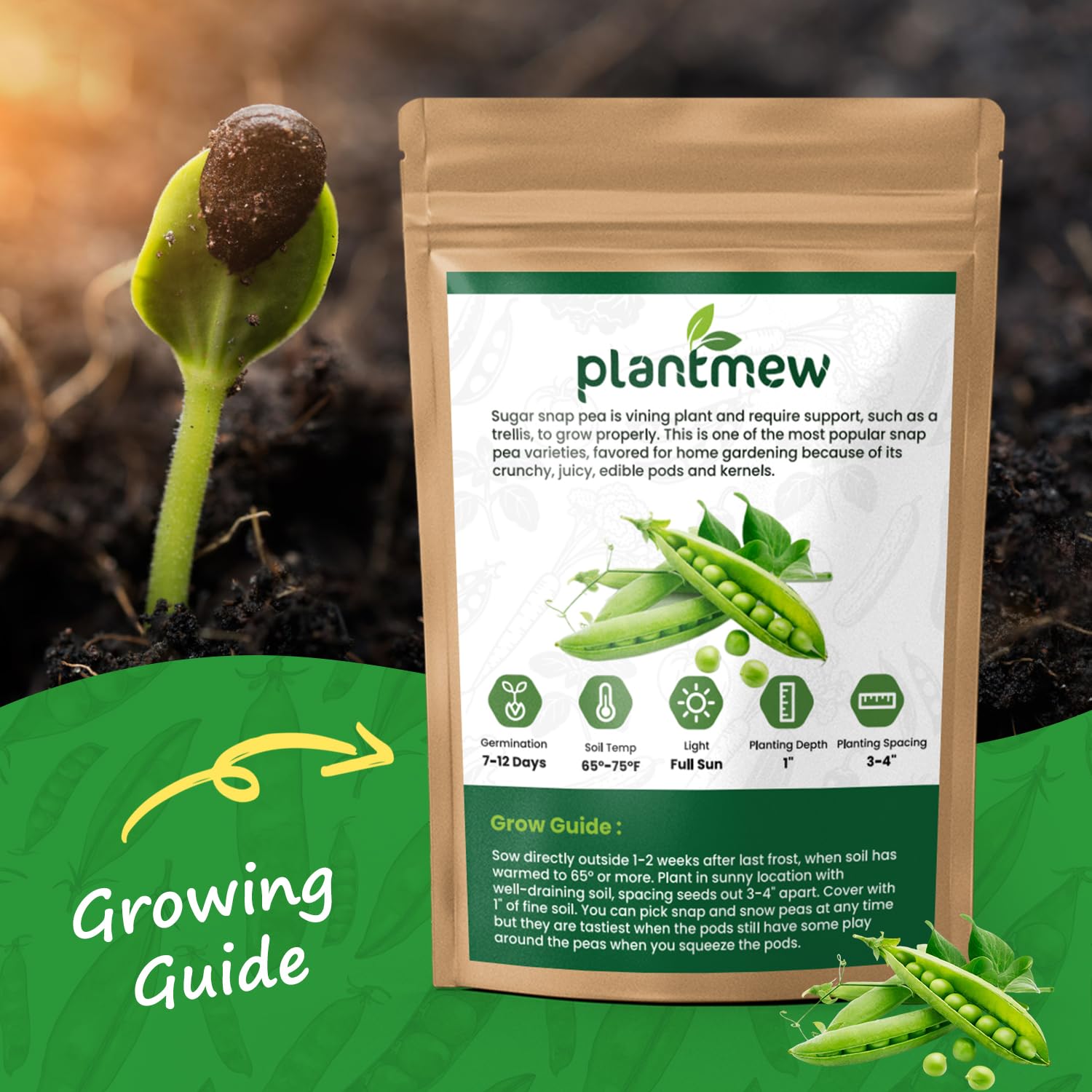 PLANTMEW Sugar Snap Peas harvest-ready pods on lush vine for snacking.