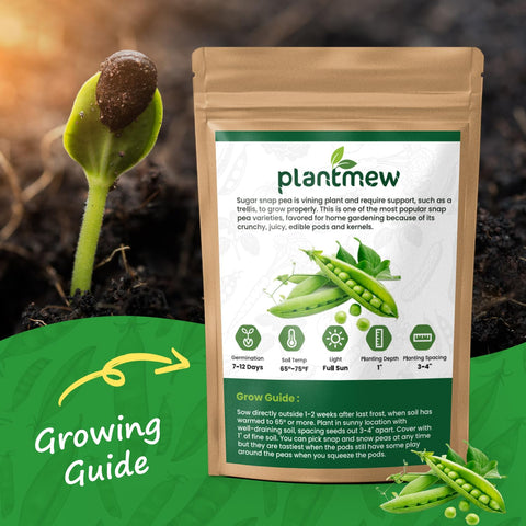 PLANTMEW Sugar Snap Peas harvest-ready pods on lush vine for snacking.