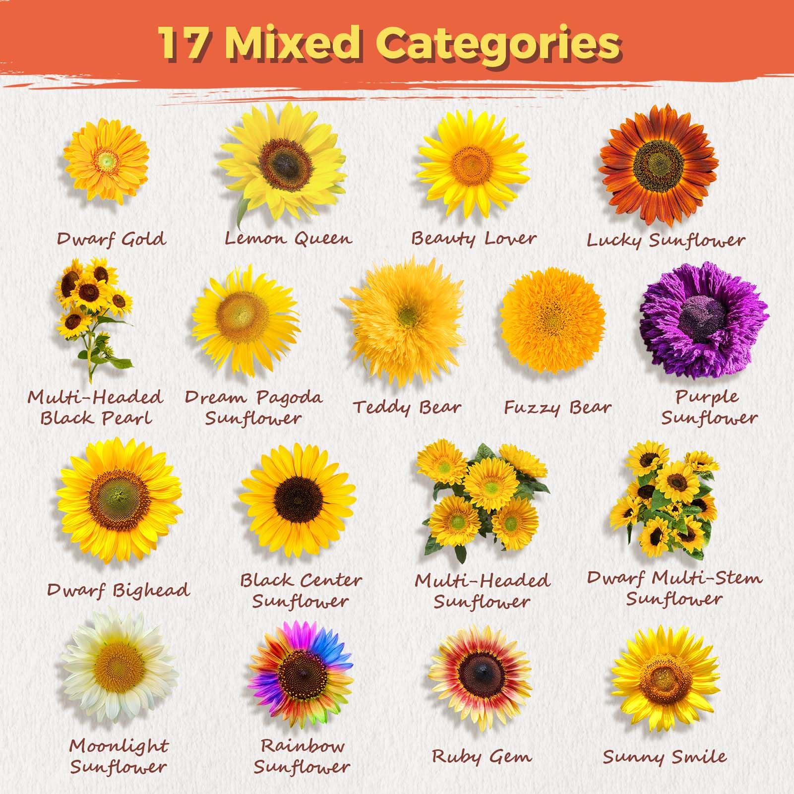 PlantMeW sunflower seeds close-up highlighting premium quality and non-GMO selection.