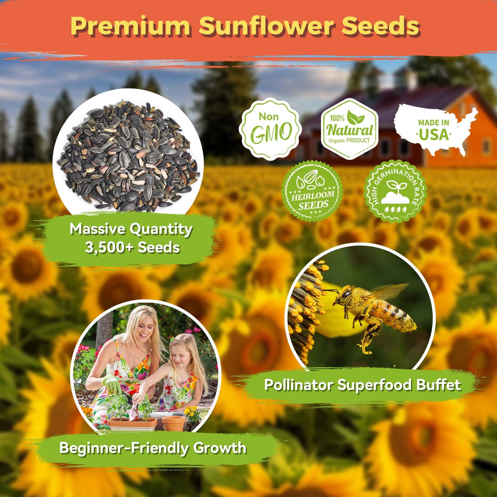 PlantMeW sunflowers growing in a home garden provide tall focal points and cheerful color.