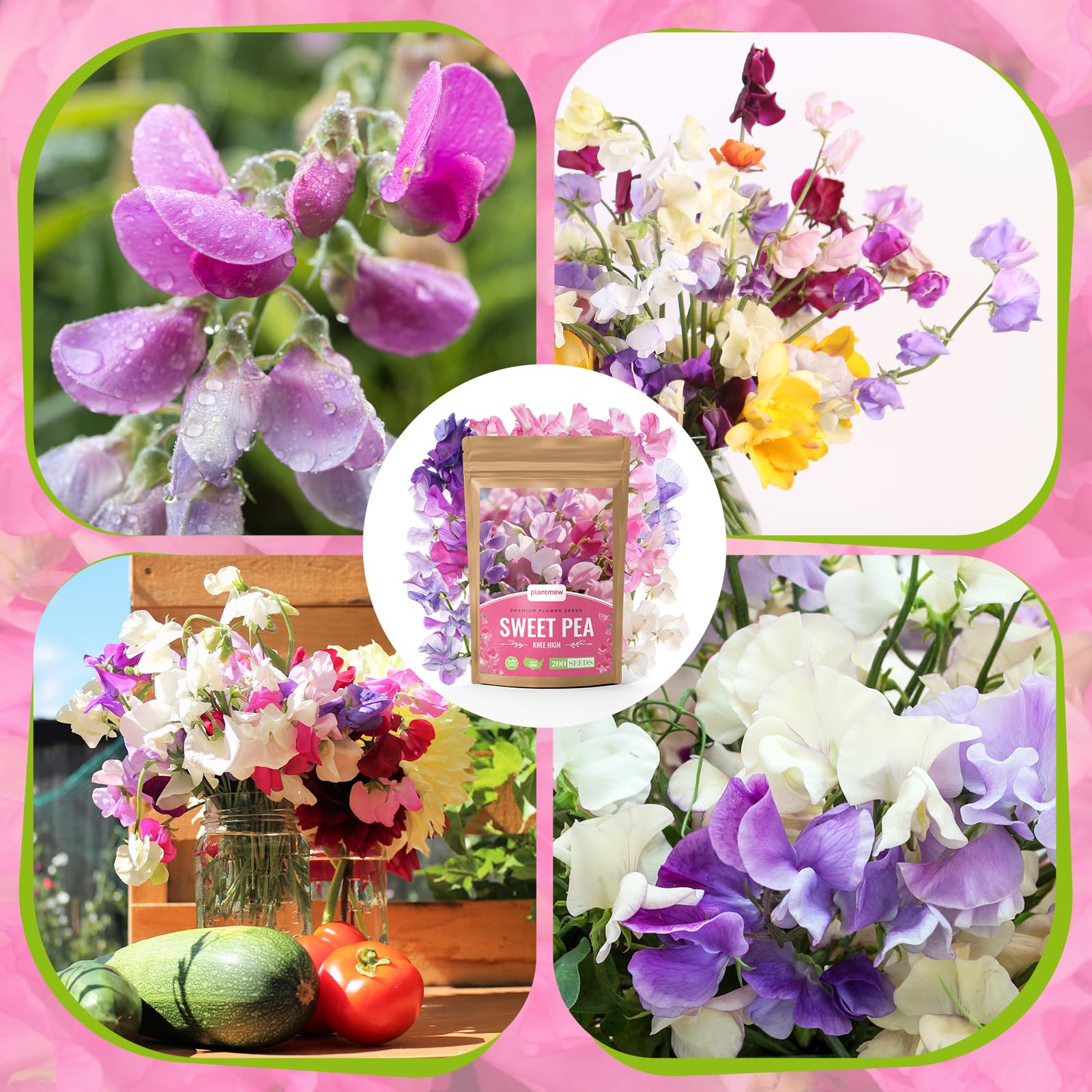 PLANTMEW Sweet Pea packaging and planting guide for beginners