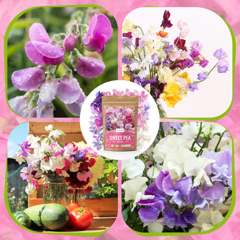 PLANTMEW Sweet Pea packaging and planting guide for beginners