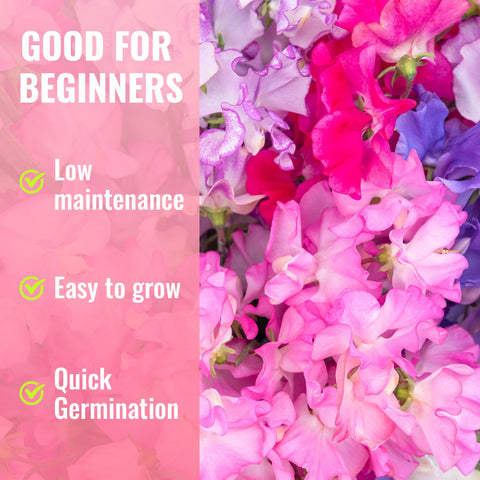 PLANTMEW Sweet Pea germination guide image highlighting 10–15 day germination