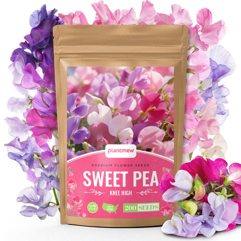 PLANTMEW Sweet Pea Seeds 200-pack ready for planting in sunny borders