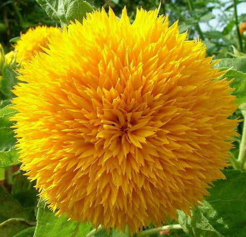PLANTMEW Teddy Bear Sunflower bloom close-up showing fluffy yellow petals.