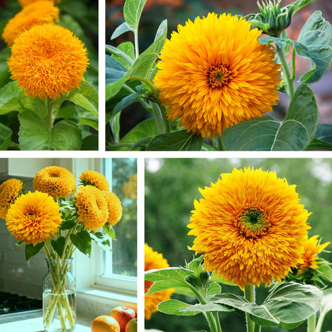 PLANTMEW Garden setup of Teddy Bear sunflowers for bold blooms.