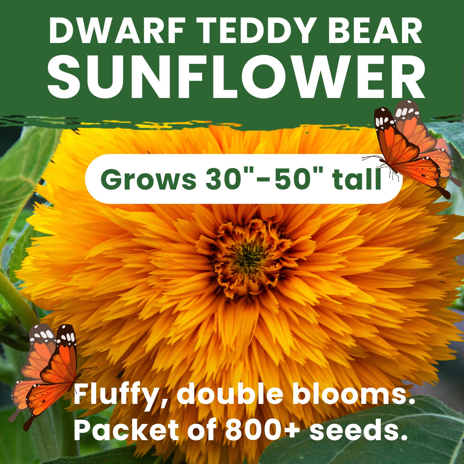 PLANTMEW Open-pollinated, non-GMO seeds for reliable home garden results.