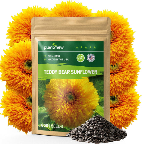 PLANTMEW teddy bear sunflower seeds packaging with planting guide for easy outdoor growing.