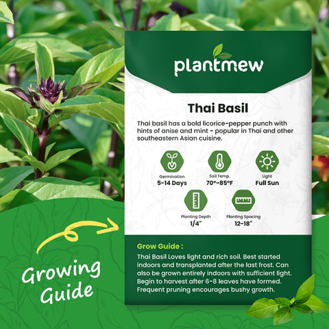 PLANTMEW Thai Basil thriving in containers for easy gardening