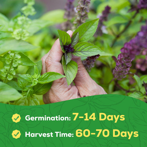 Fresh PLANTMEW Thai Basil leaves harvested for recipes