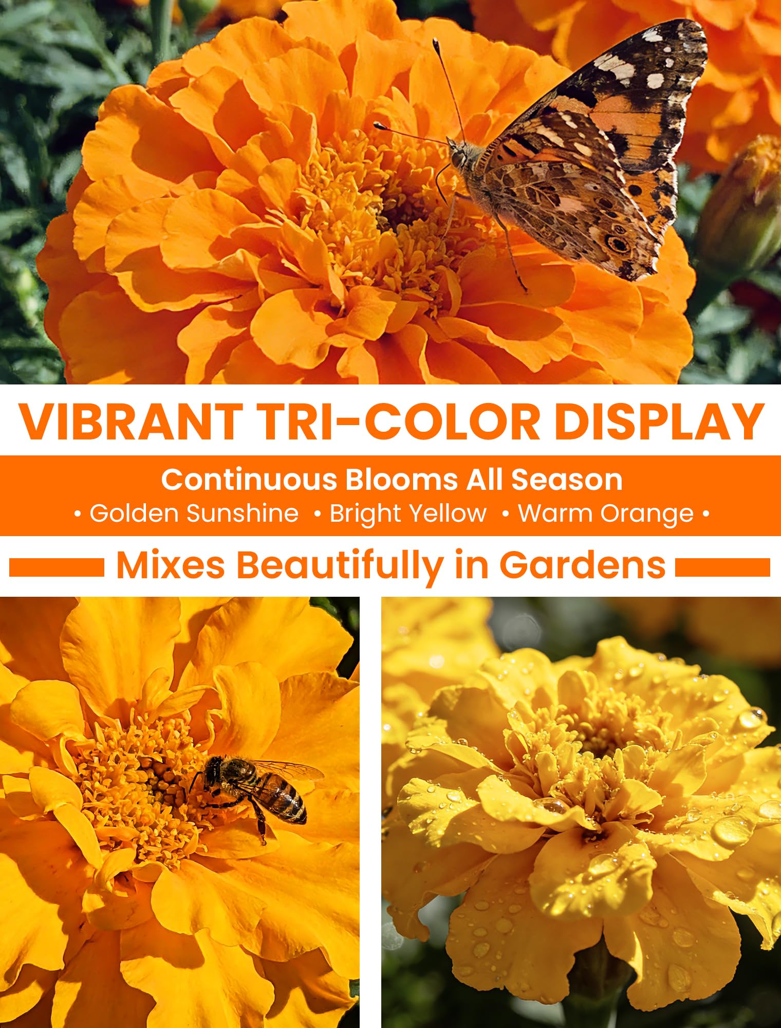 Vibrant PLANTMEW tri-color marigold blooms for season-long color.