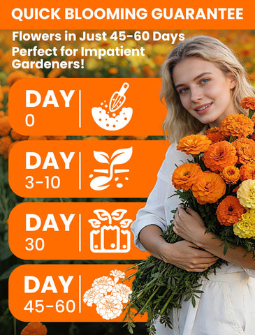 USA-grown PLANTMEW heirloom marigold seeds for freshness.
