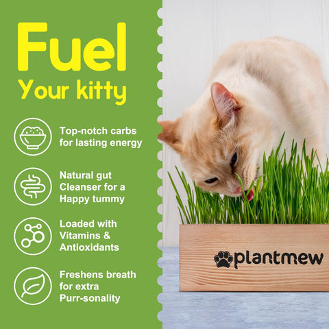 PlantMEW wooden planter decor doubles as stylish home accent.