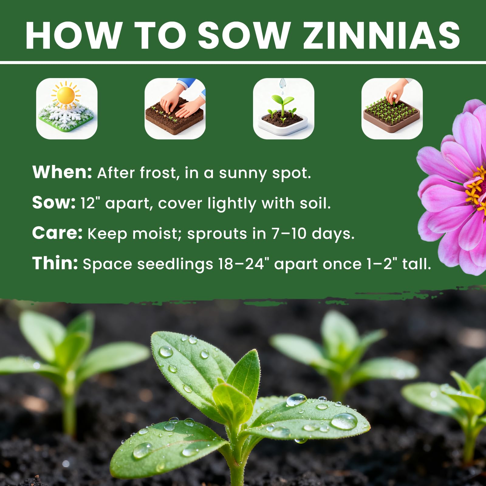 PLANTMEW zinnia seeds bulk open-pollinated for easy growth and seed-saving.