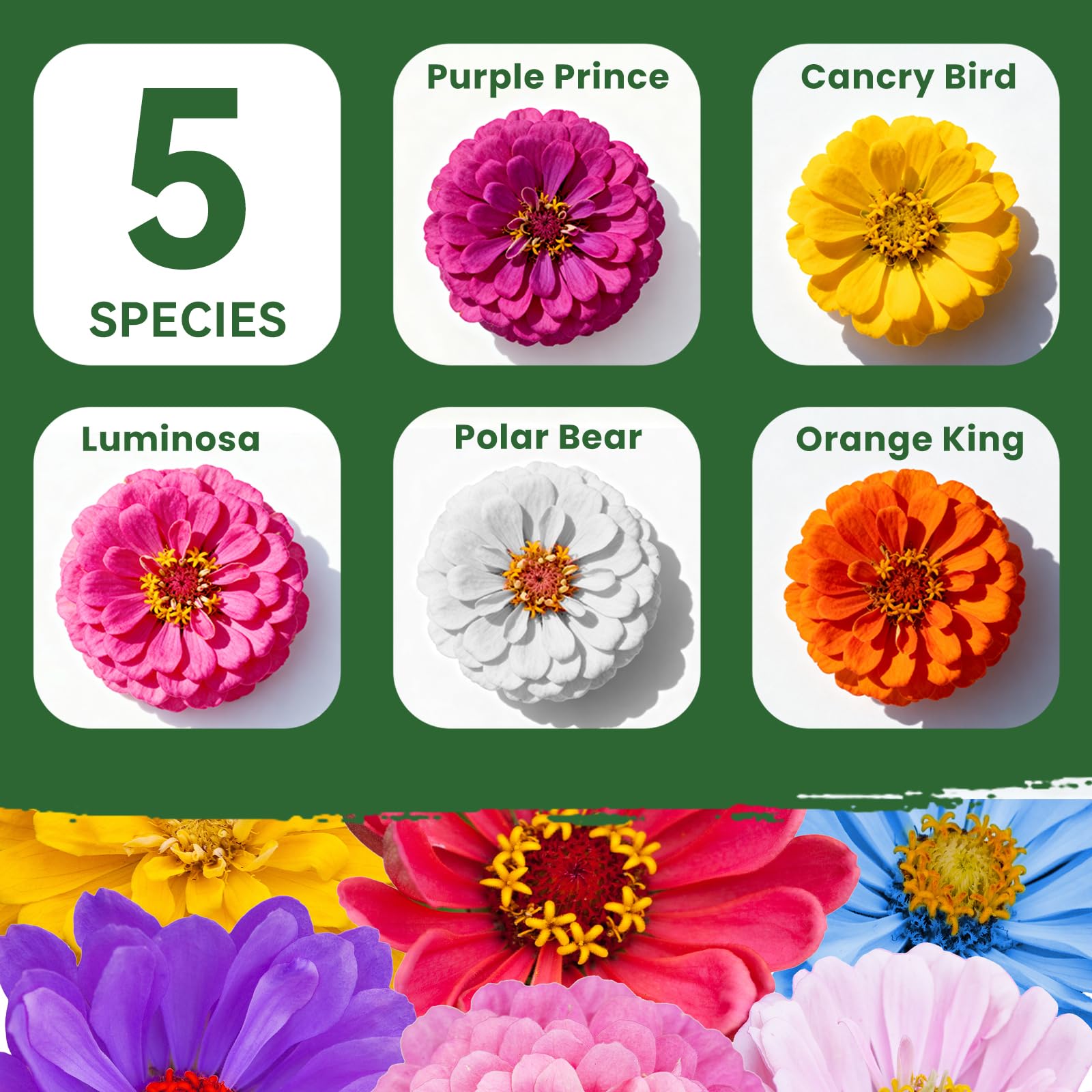 PLANTMEW zinnia seeds orange bloom brings warm color to borders.