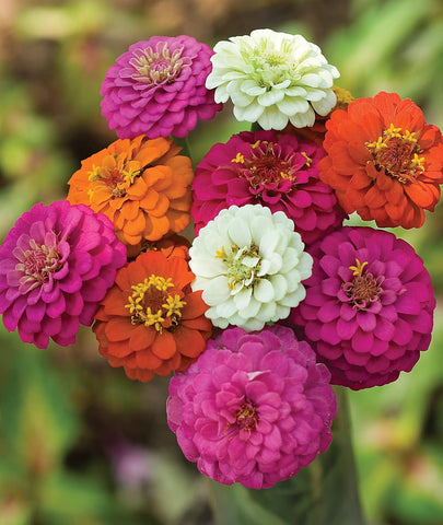 PLANTMEW zinnia seeds pink bloom adds bright focal point to garden beds.