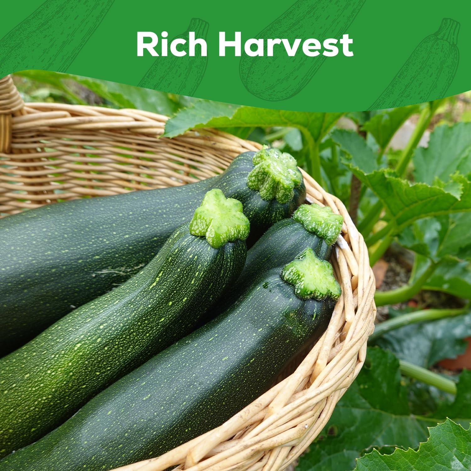 PlantMew harvest-ready zucchinis on a sunny shelf, versatile for grilling