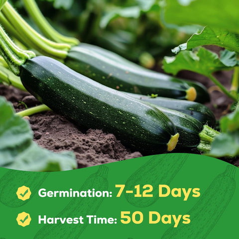 PlantMew zucchini plants in container, compact bush habit suitable for balconies