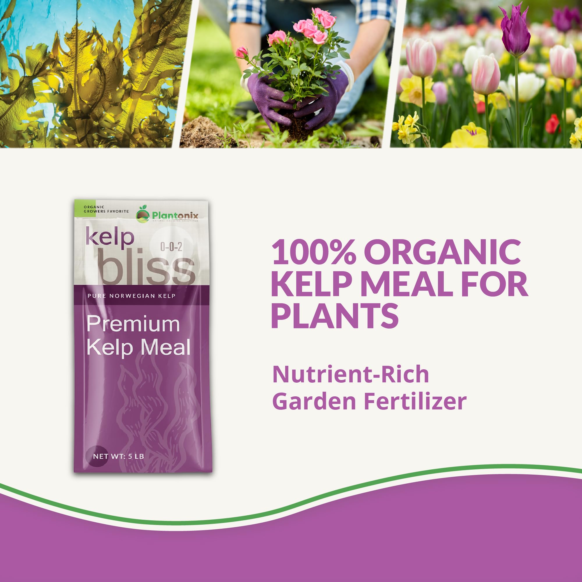 Close-up of Plantonix Kelp Bliss label highlights organic kelp nutrients.
