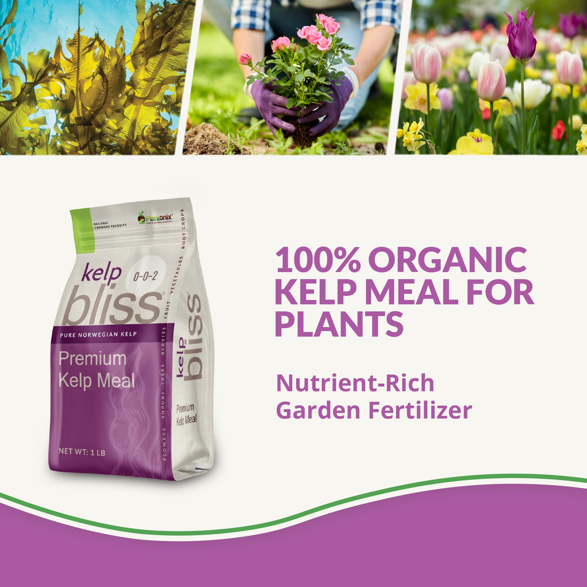 Plantonix Kelp Bliss measuring scoop illustrating easy application.