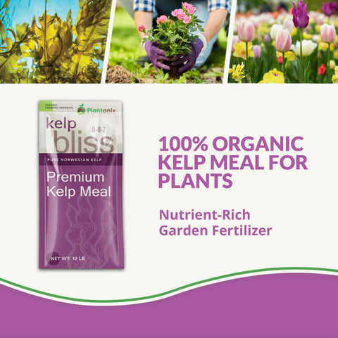 plantonix kelp bliss in vegetable garden enhancing soil nutrition