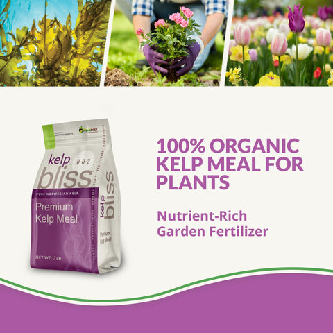 Close-up of soil amendment demonstrating kelp meal's root-friendly minerals.