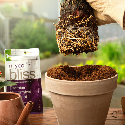 Garden bed application of Plantonix Myco Bliss promoting robust root networks