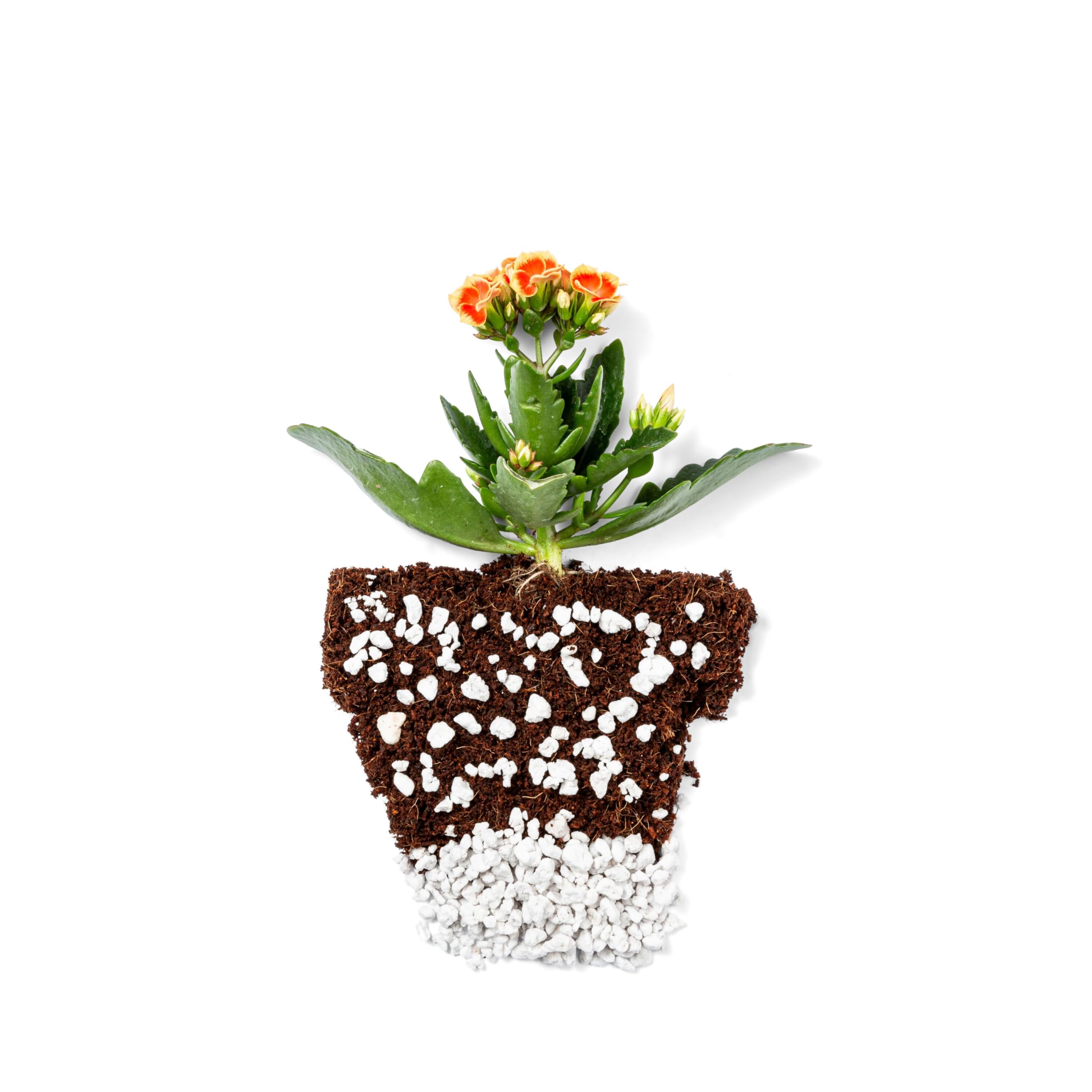 Plantonix Perlite Bliss in hydroponics maintains porosity for steady water uptake