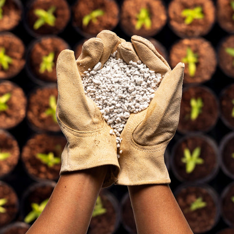 Perlite Bliss supports water retention for stable indoor watering
