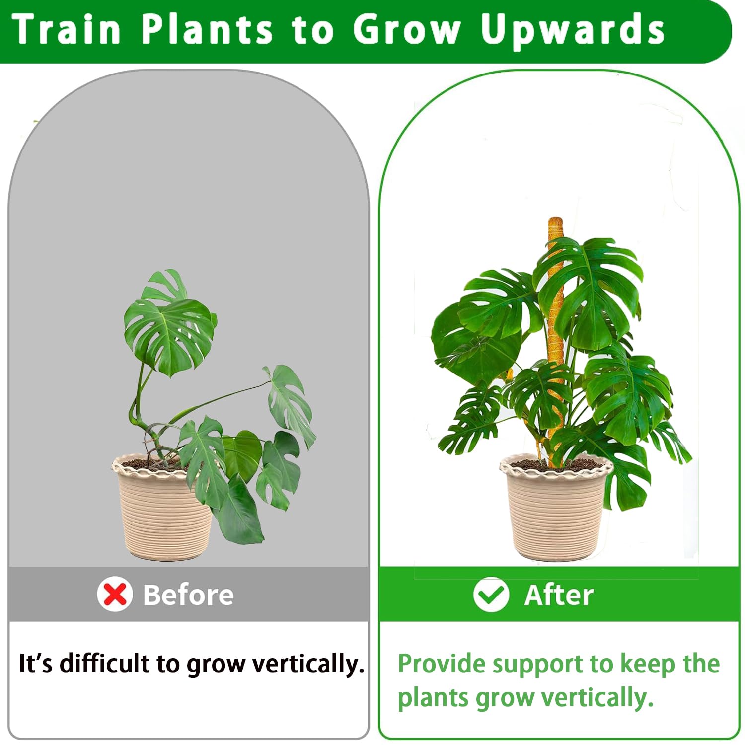 PLANTPOLEX moss pole supporting Monstera climbing indoors