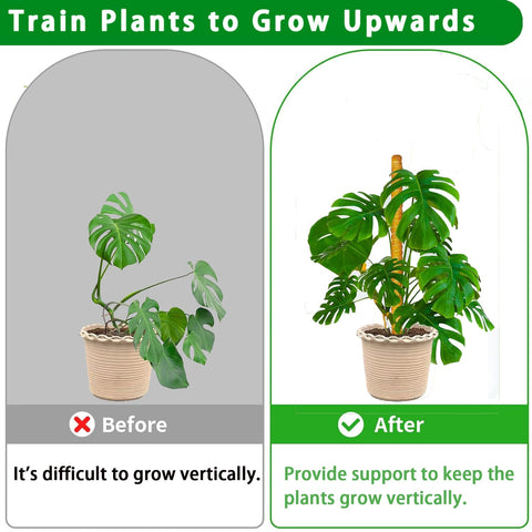 PLANTPOLEX moss pole supporting Monstera climbing indoors