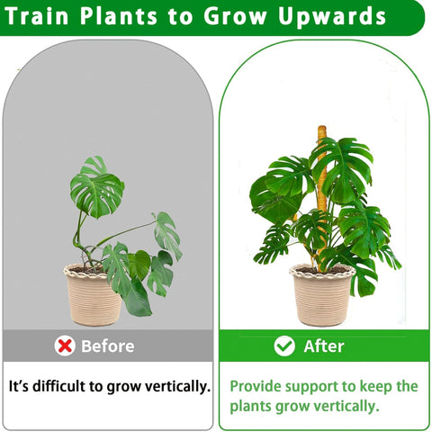 PLANTPOLEX indoor plant stakes provide sturdy climbing plant support.