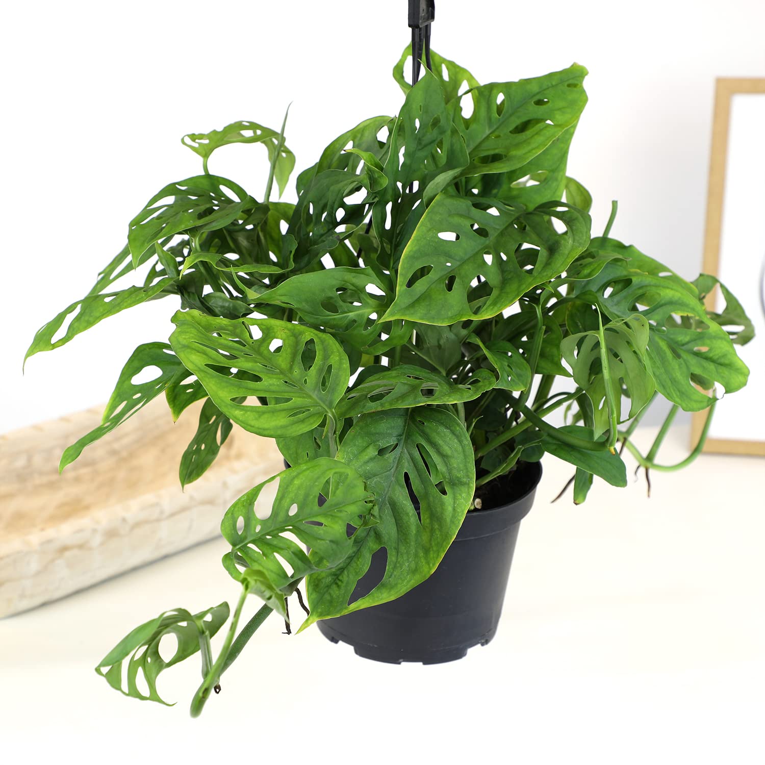 Plants for Pets Adansonii in 6-inch pot thrives in bright indirect light