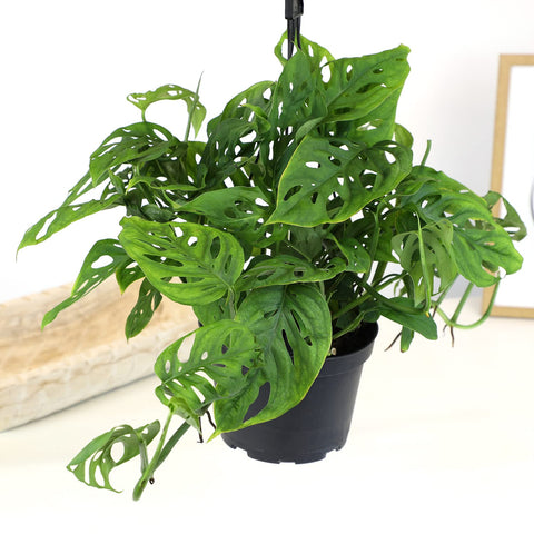 Plants for Pets Adansonii in 6-inch pot thrives in bright indirect light