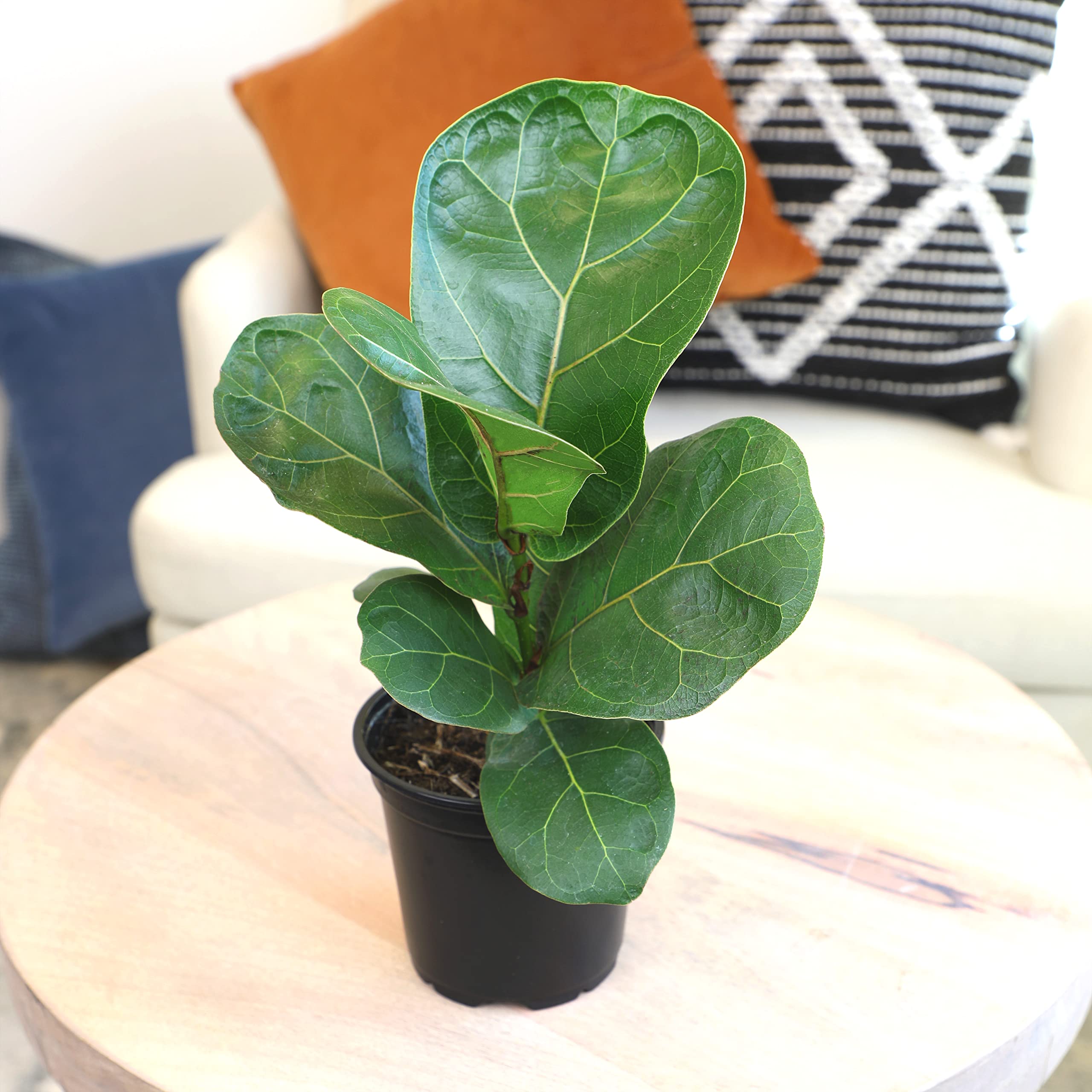 Plants for Pets 9-inch fiddle-leaf fig compact size suitable for desk or shelf