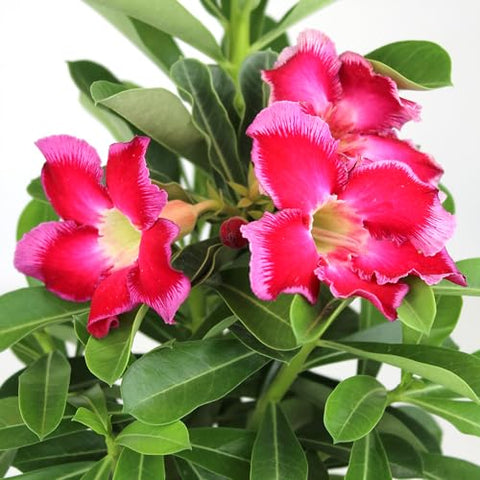 Plants for Pets adenium obesum bonsai trunk adds sculptural charm to any container.