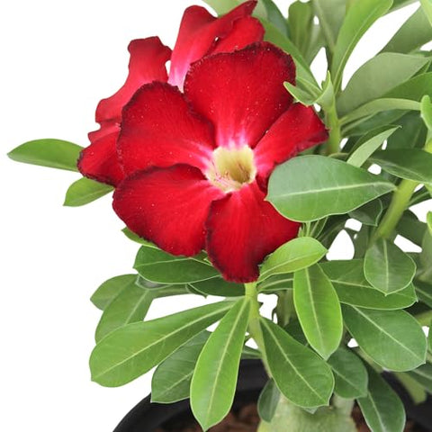 Plants for Pets Adenium Obesum caudex highlights the bulbous base on a striking plant.