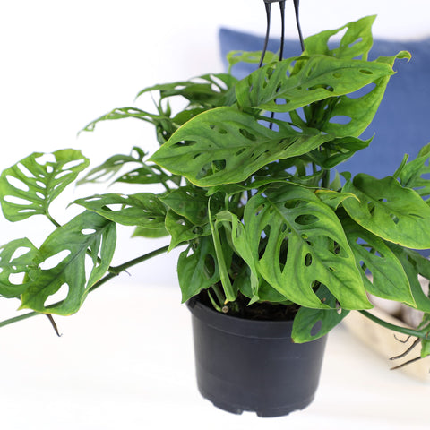Plants for Pets Adansonii helps purify the air when placed near desks