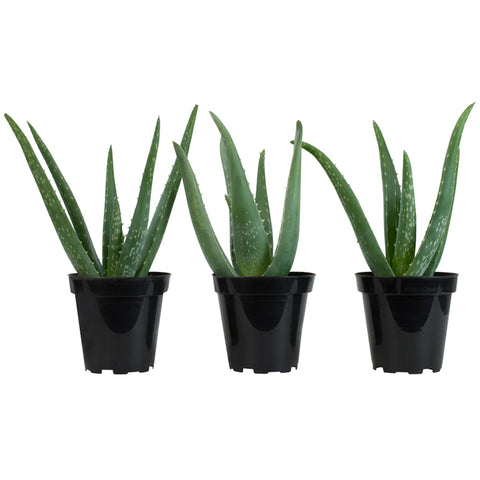 Plants for Pets Aloe Vera 3-pack ships in healthy, fully-rooted 3.5-inch pots.