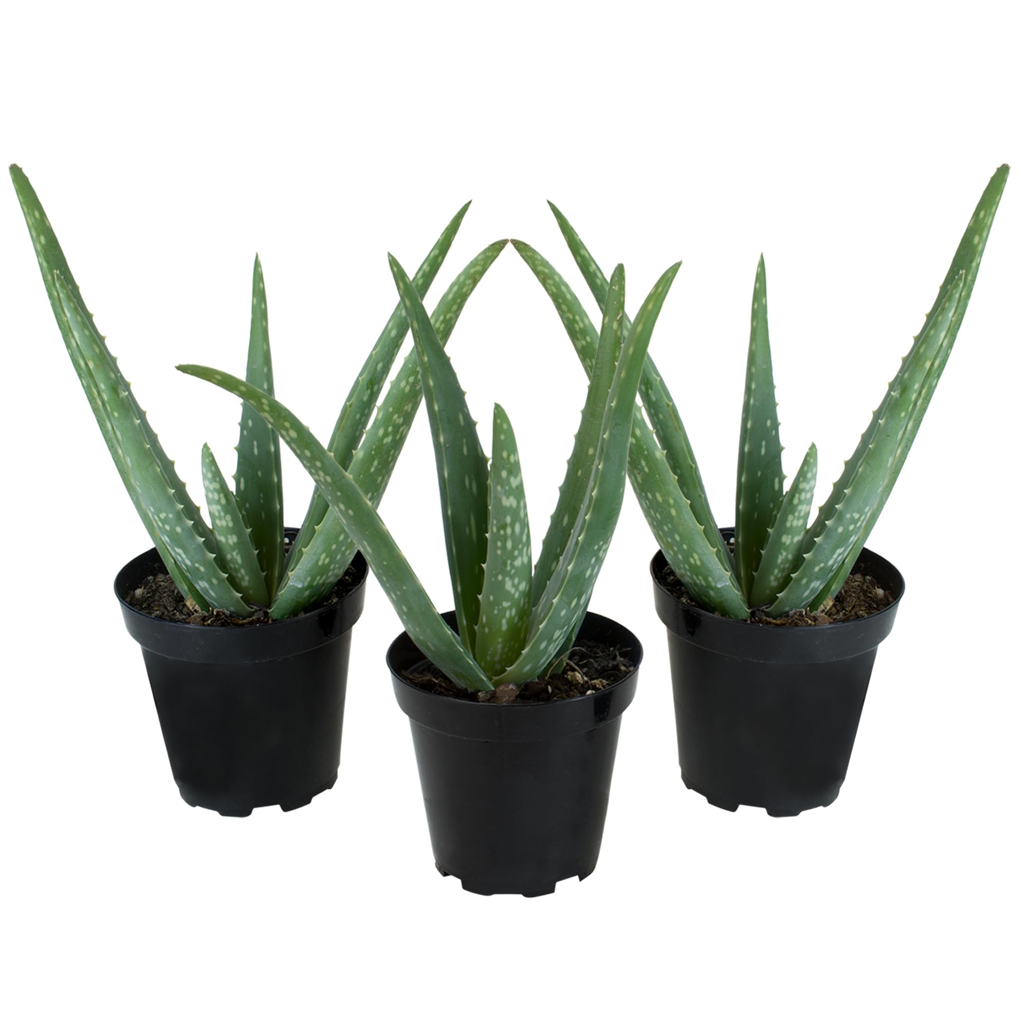 Plants for Pets Aloe Vera 3-pack front view, easy-care succulents.