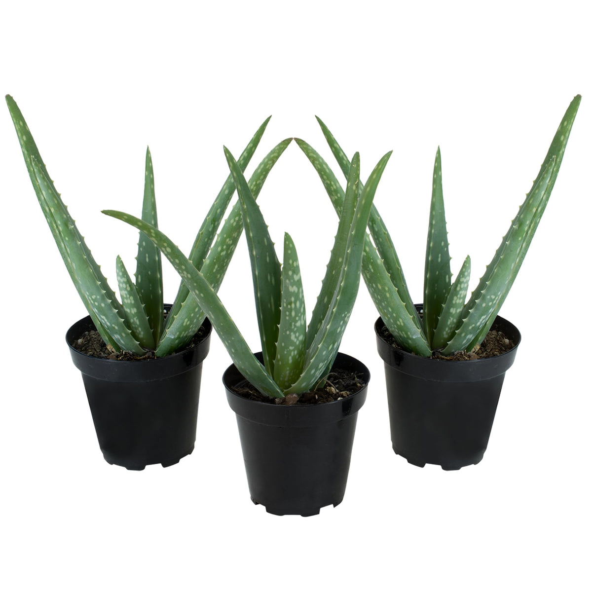 Plants for Pets Aloe Vera 3-pack front view, easy-care succulents.