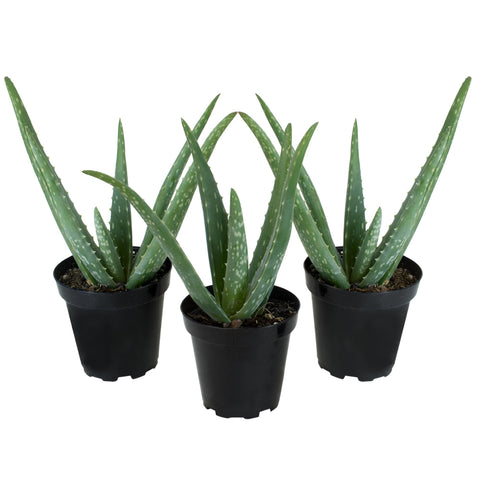 Plants for Pets Aloe Vera 3-pack front view, easy-care succulents.