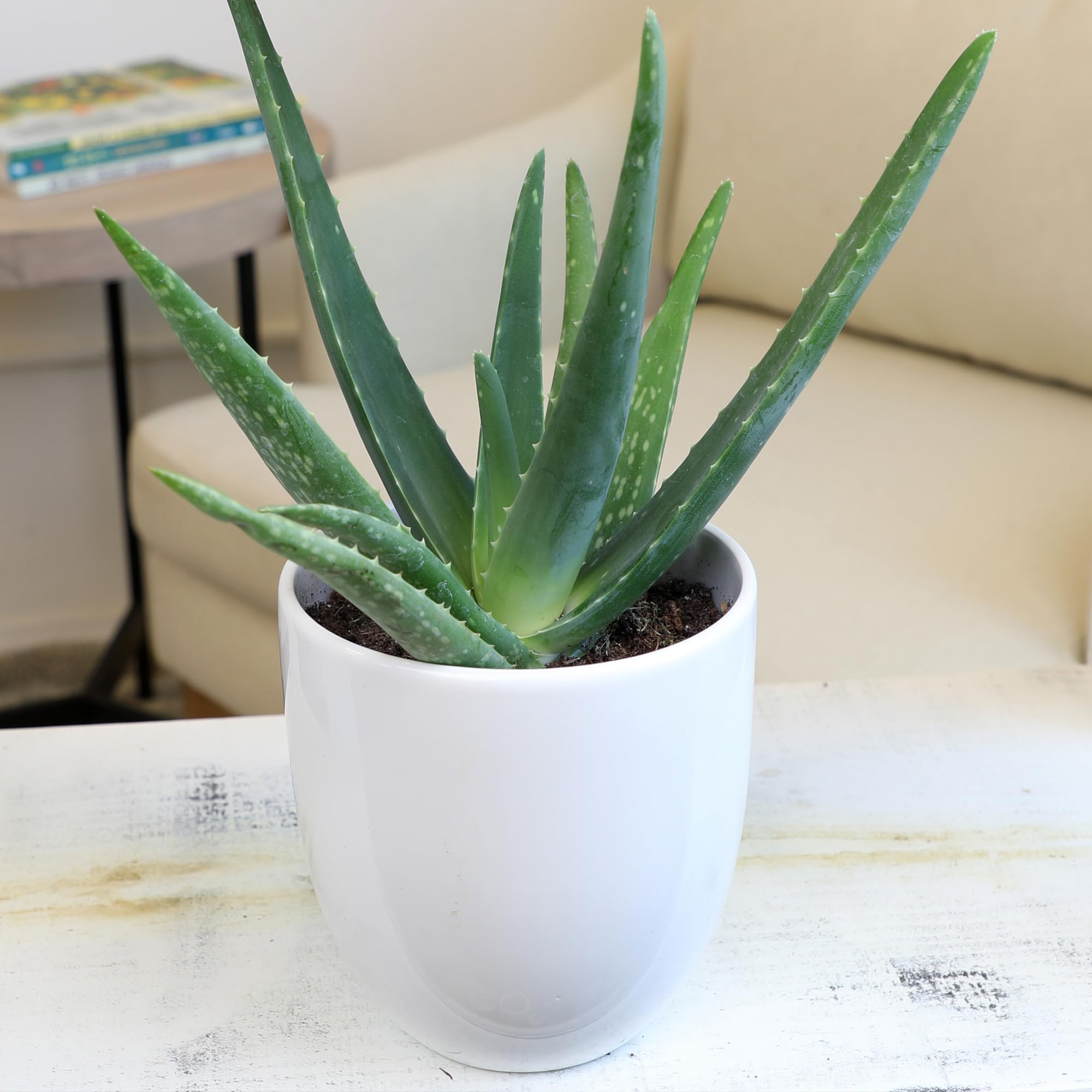 Plants for Pets Aloe Vera 3-pack suited for indoors with indirect light.