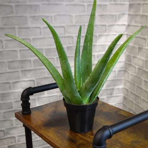 Plants for Pets Aloe Vera 3-pack with modern planters enhances home decor.
